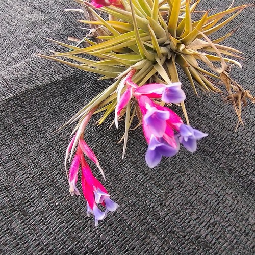 Tillandsia aeranthos pianta - tillandsia,