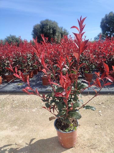 Piante photinia red - piante,