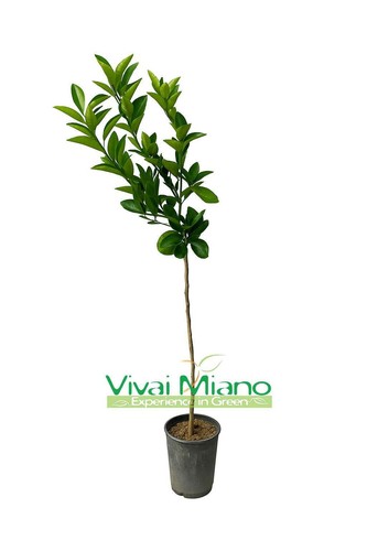 Pianta arancio moro - di, o