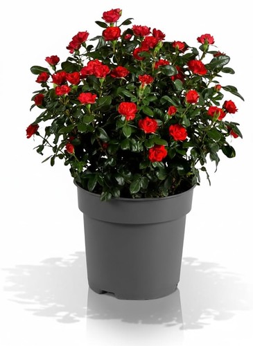 Zepeti meibenbino rosa - zepeti, a