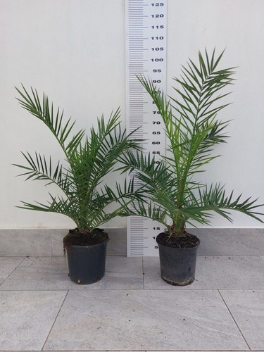 Pianta phoenix canariensis - pianta, di