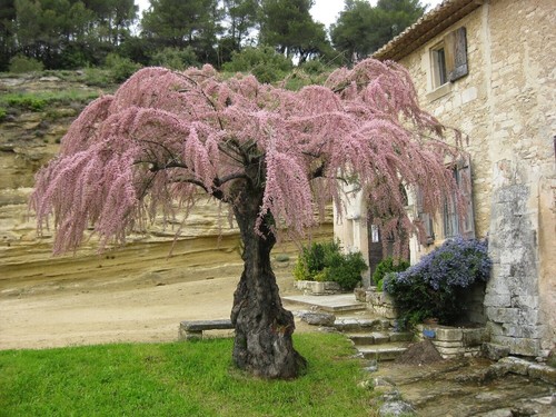 Tamerice comune tamarix - tamerice,