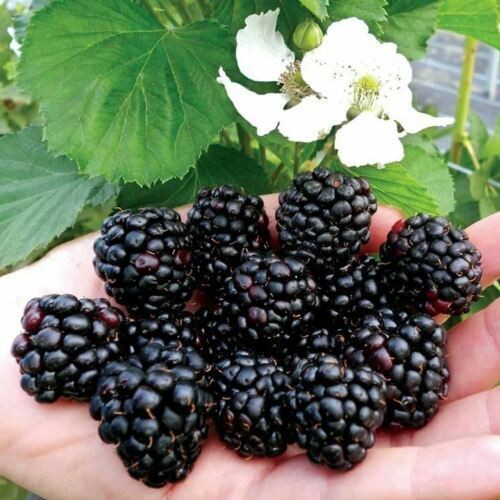 Mora more senza spine rubus - more, "rubus