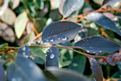Loropetalo loropetalum fede - loropetalo,