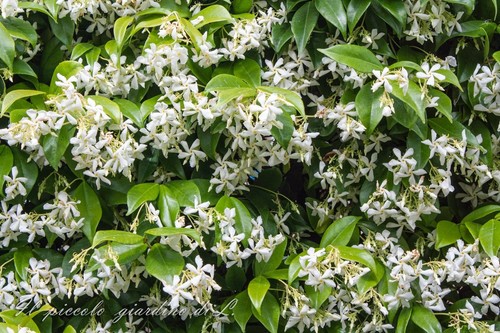 Rincosperma - (falso, gelsomino)