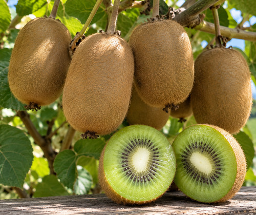 Kiwi herma autofertile - autofertile, –