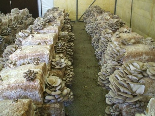 Pani funghi pleurotus - pani,