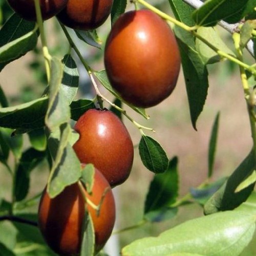 Pianta frutto giuggiolo - pianta,