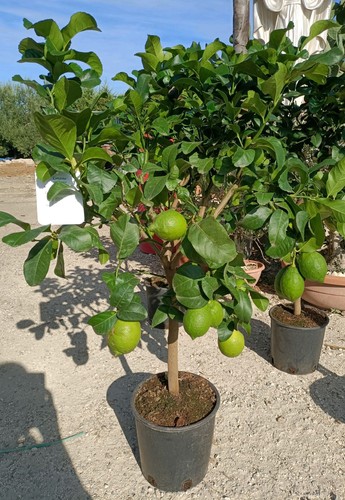 Pianta limone 4 - pianta,