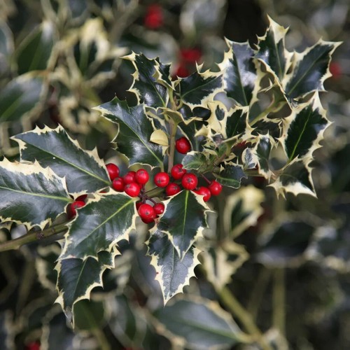Agrifoglio variegato ilex - agrifoglio,