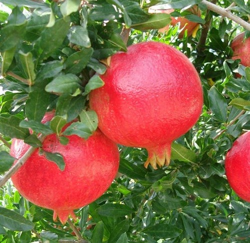 Pianta melograno in - pianta, di