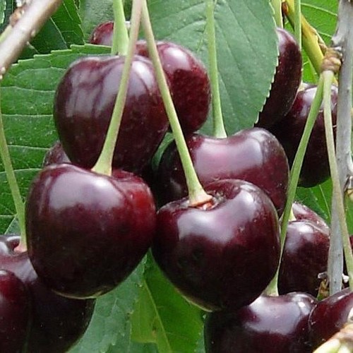 Ciliegio durone nero - ciliegio, di