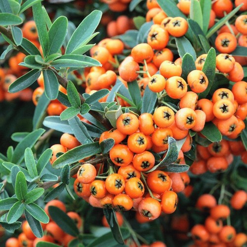 Pianta pyracantha nana in - pianta,
