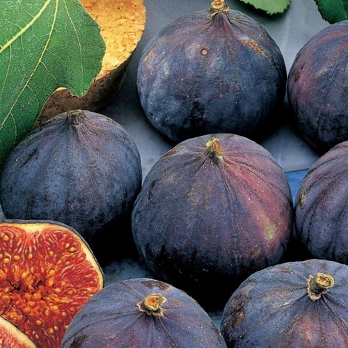 Pianta fico brogiotto - fico,