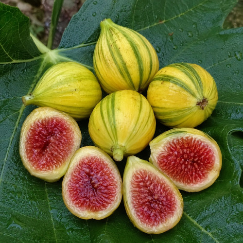 Pianta fico panascè - pianta,
