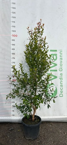 Piante eugenia v18 h - v18,