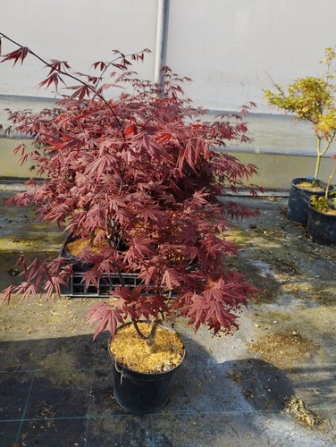 Acero giapponese rosso - giapponese, di