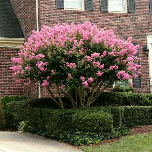 Lagerstroemia indica rosa - lagerstroemia,