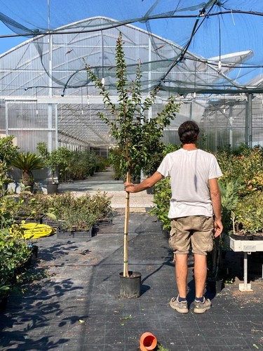 Lagerstroemia indica pianta - , ad