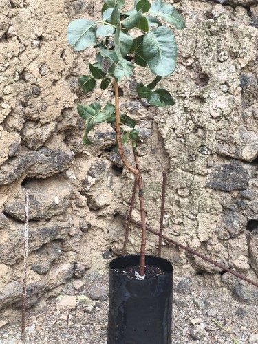 Pistacchio maracujia - pistacchio,