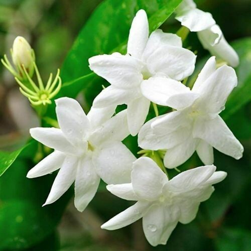 Gelsomino bianco jasminum - gelsomino, "jasminum