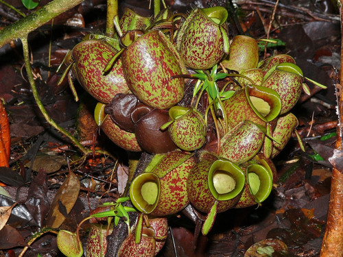 Nepenthes ampullaria 10 semi - -,
