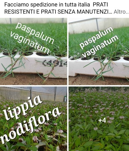 Prato paspalum vaginatum - vaginatum, 104
