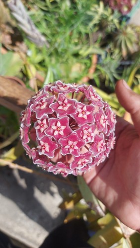 Pianta hoya pubicalyx in - pianta,
