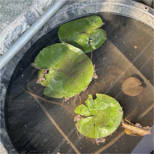 Nymphaea ninfea pianta viva - ninfea,