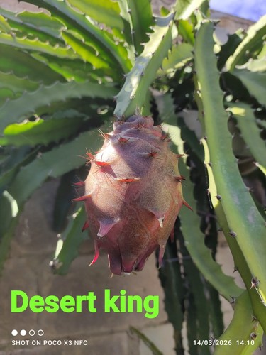 Pitaya desert king pianta - pitaya,