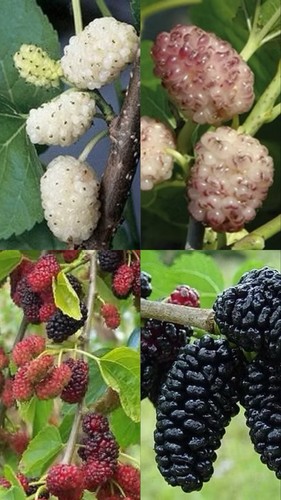 Pianta gelso rosa nero - di,