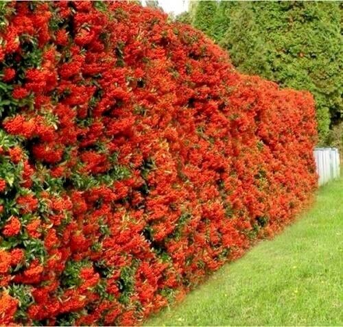 Pyracantha coccinea pianta da - coccinea:,