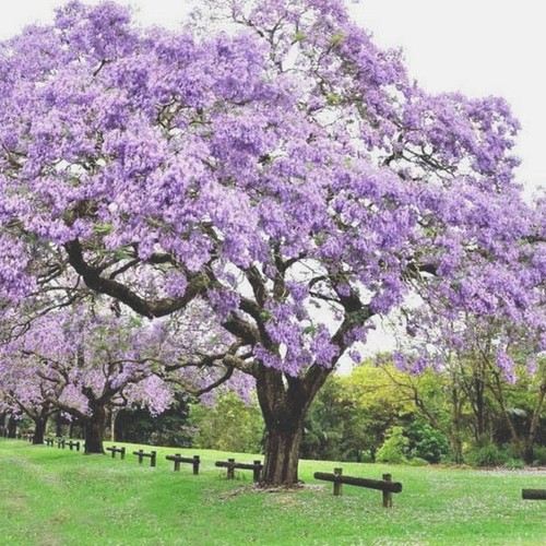 Pianta paulownia tomentosa - pianta,