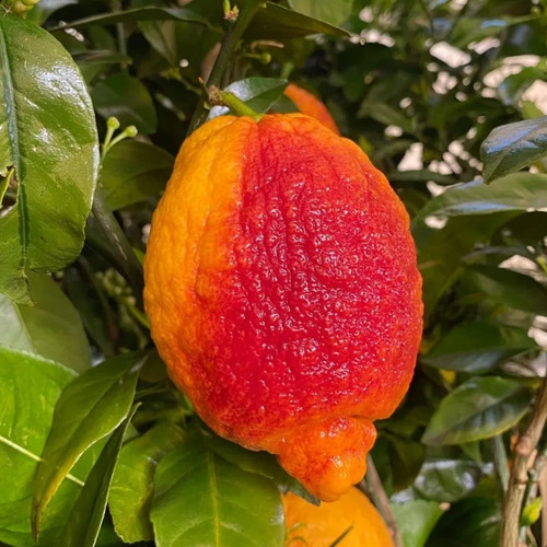 Pianta limone rosso in - di,