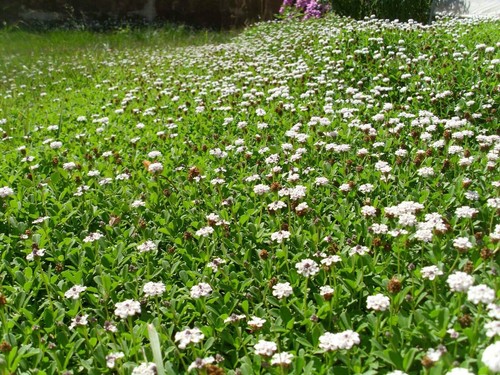 Lippia nodiflora prato - nodiflora,