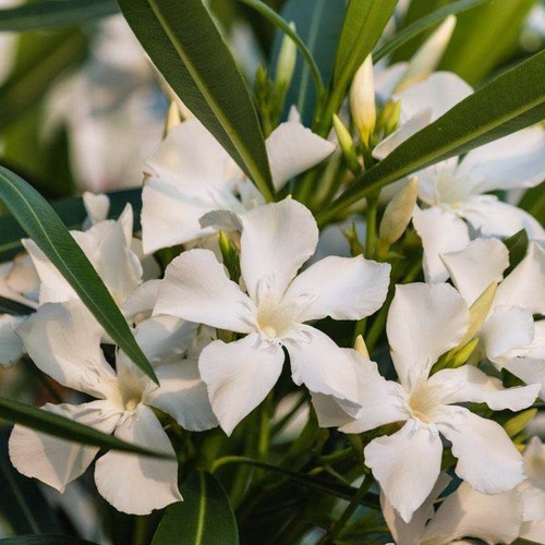 Oleandro nerium oleander - "nerium, oleander"