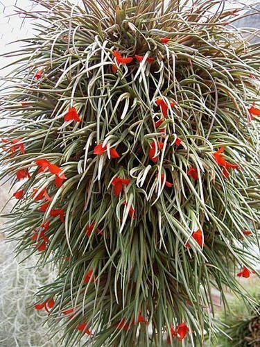 Tillandsia albertiana - n°, 2