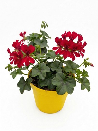Geranio edera parigino rosso - geranio,