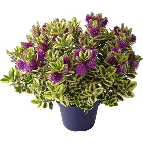 Pianta hebe veronica - pianta,