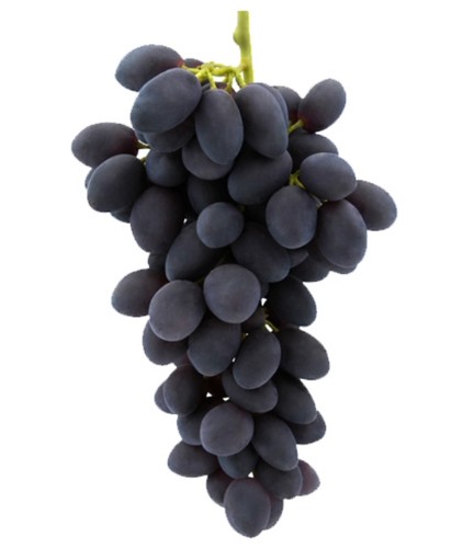 Pianta uva vite innestata - uva,