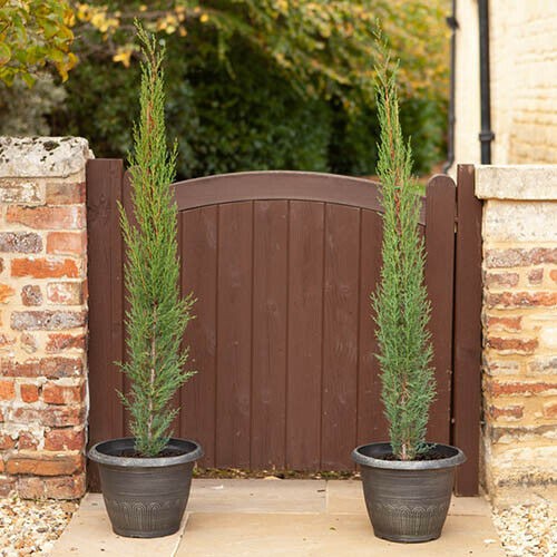 Cipresso toscano cupressus - cipresso,