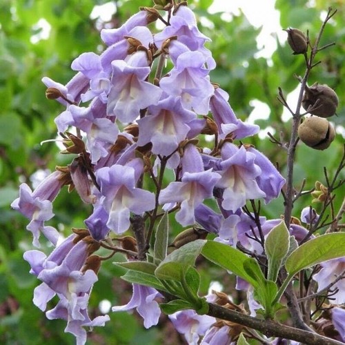 Paulownia tomentosa pianta - , di