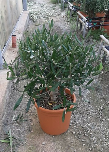 Olivo ulivo olea europea - olivo,