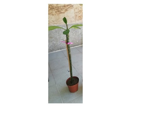 Pianta frangipani - di,
