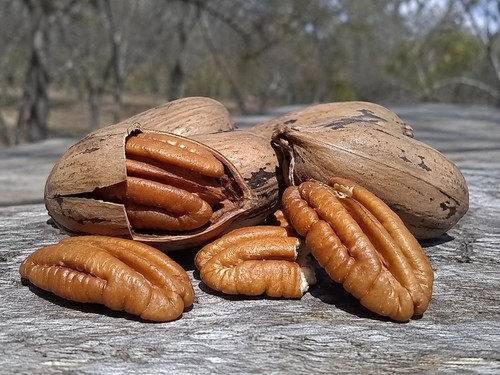 Noce pecan carya - pecan,