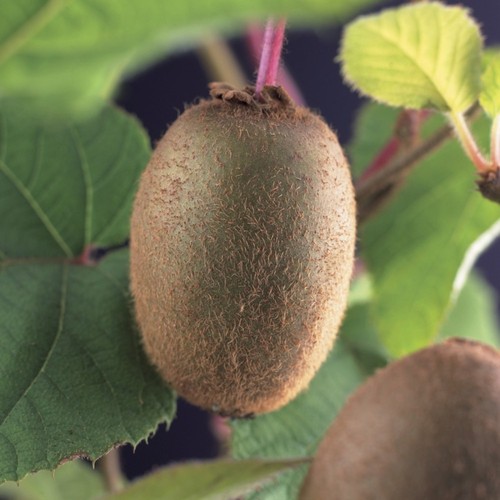 Pianta frutto kiwi - pianta, da