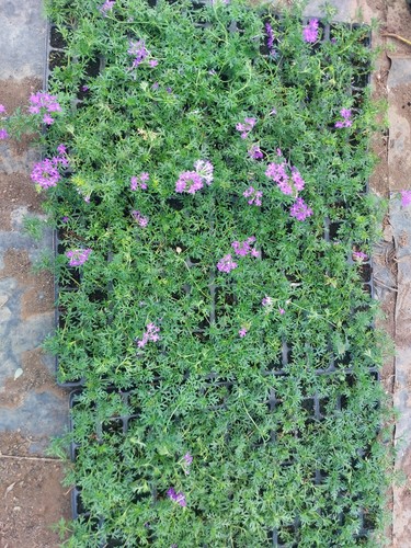 Verbena hybrida confezione - hybrida, 1
