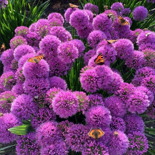 Allium millenium pianta - millenium,