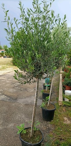 Pianta olivo vaso 35 - pianta,