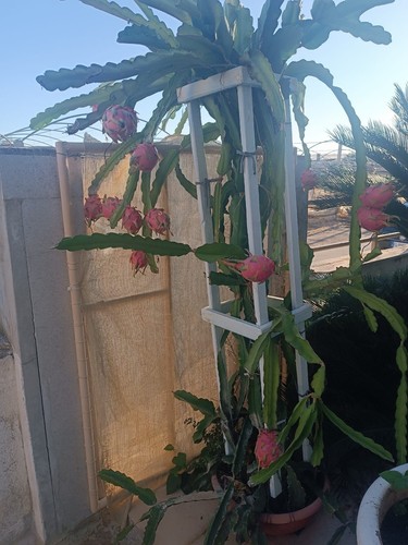 Pitaya undatus piante - pitaya, 5